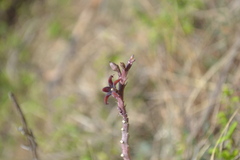 Caralluma stalagmifera var. stalagmifera